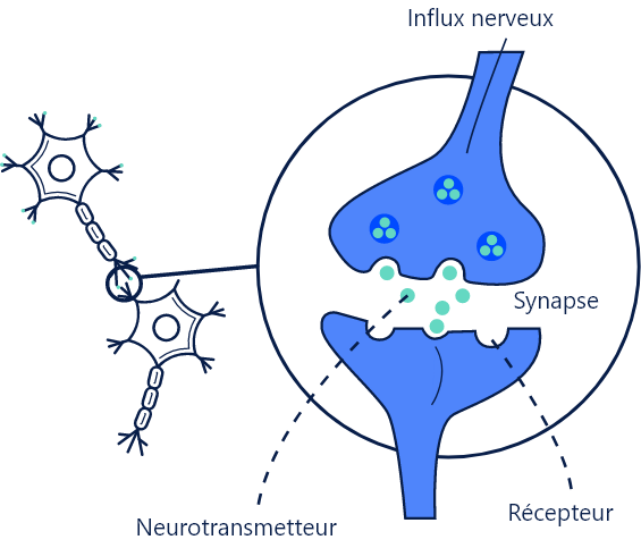 Illustration montrant les échanges de dopamine